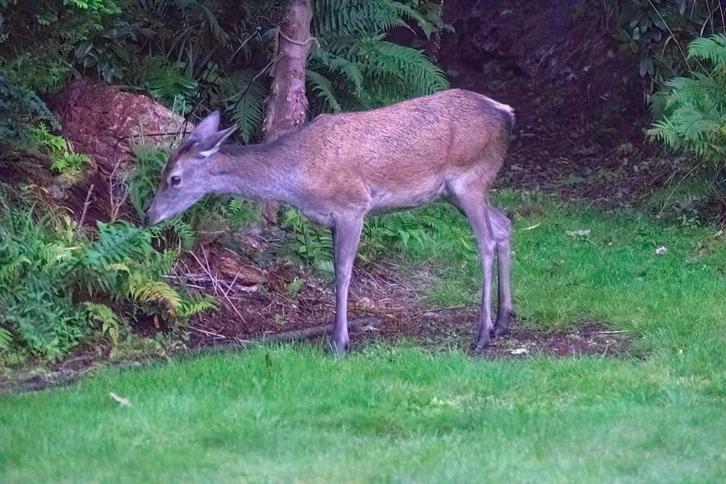 The Deer in the garden. Garelochhead, Argyll and Bute, Scotland