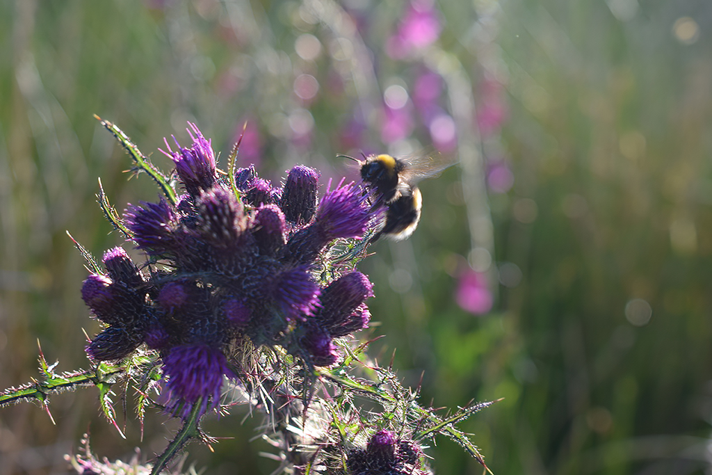 Bee on thistle at Peaton Hill Nature Reserve, Kilcreggan, Cove