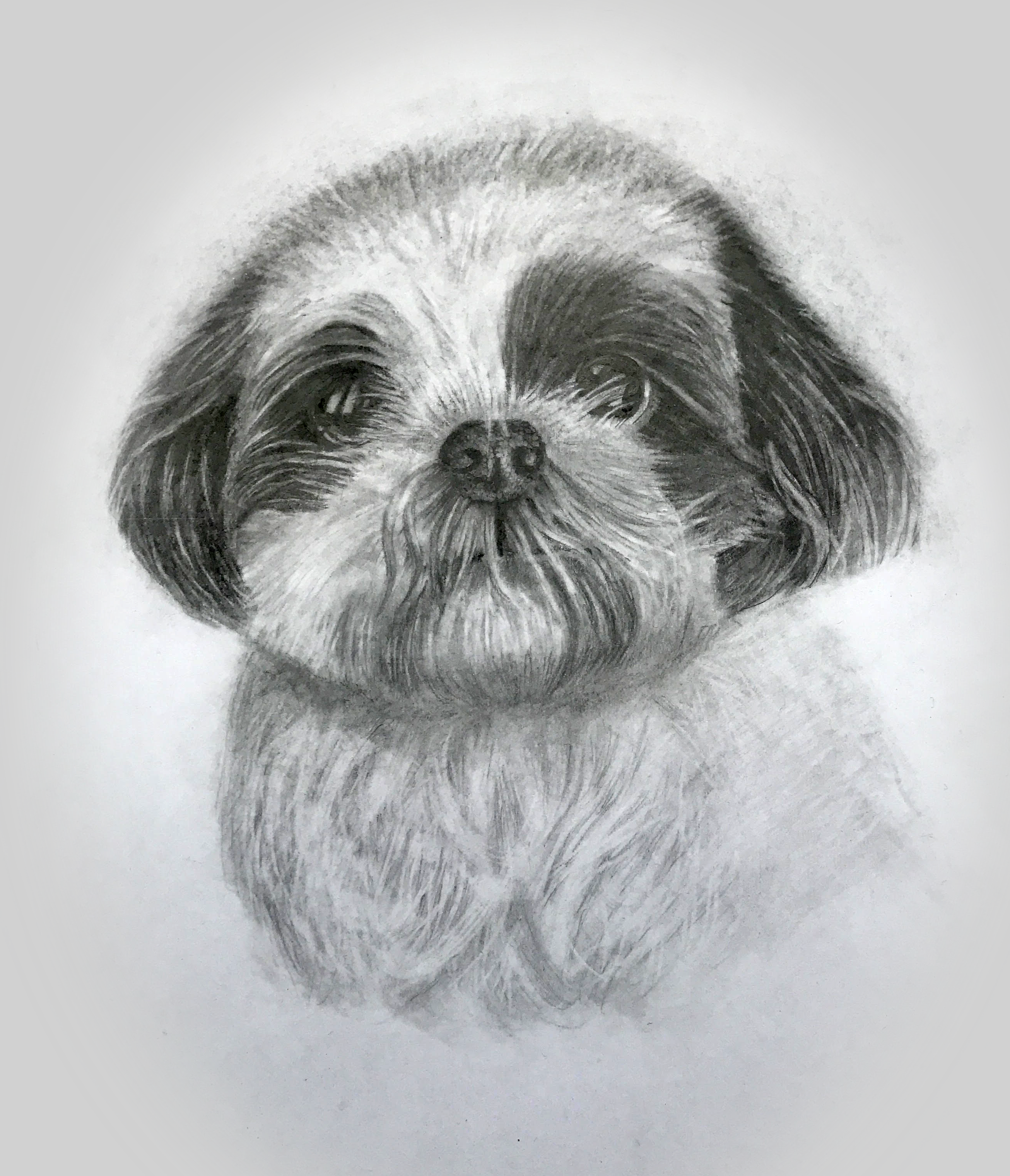 toto Toto - Dog Portrait - Charcoal, carbon and polychromos