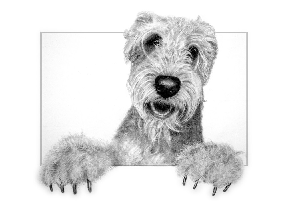 Humphrey - Dog portrait -