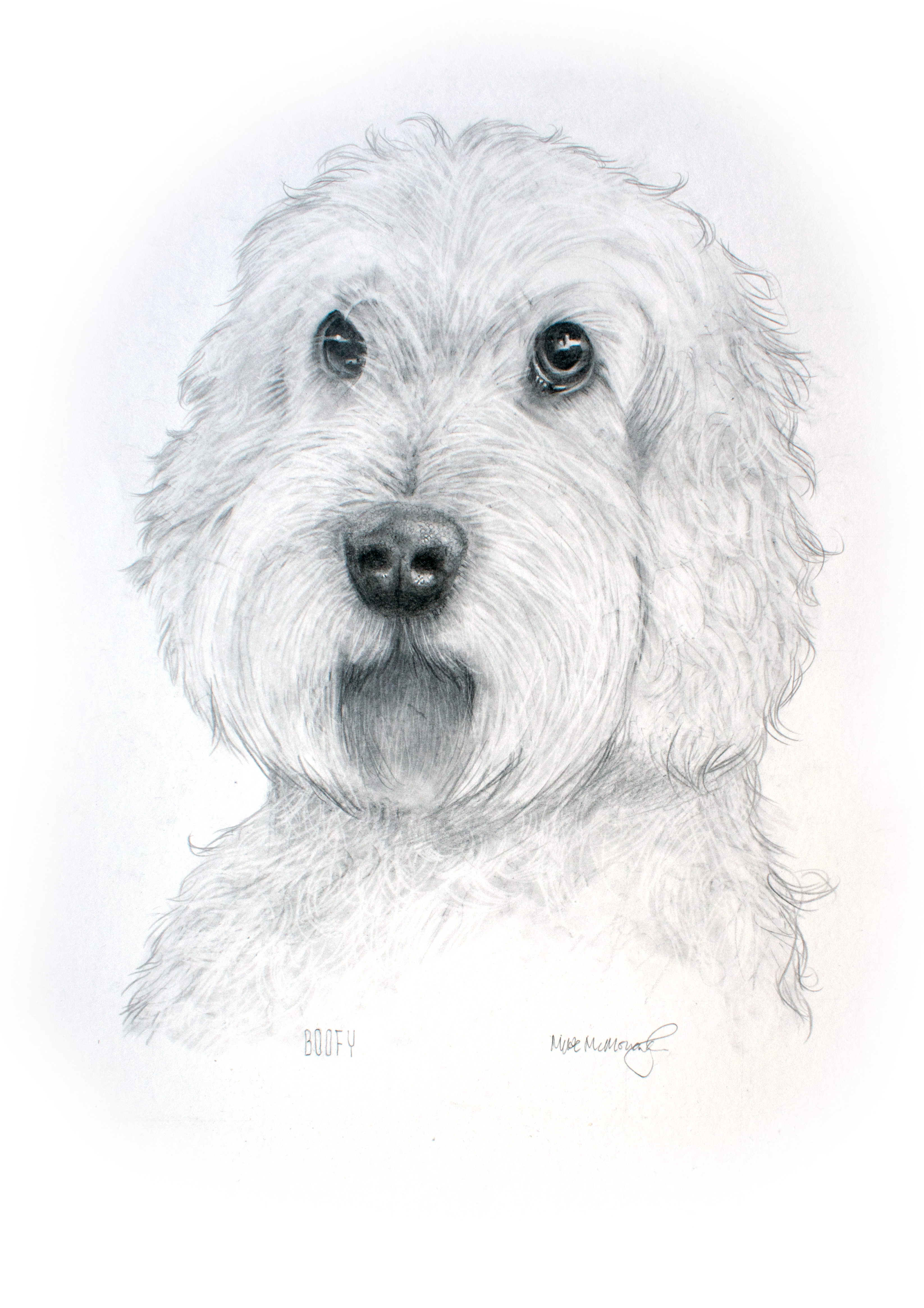 Boofy - Dog Portrait - Charcoal, carbon and polychromos