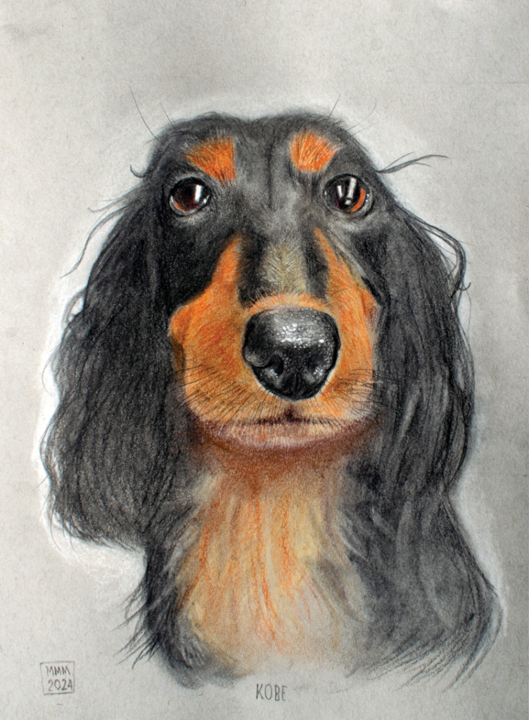 Kobe Kobe. Spaniel in Charcoal, carbon and Pastel