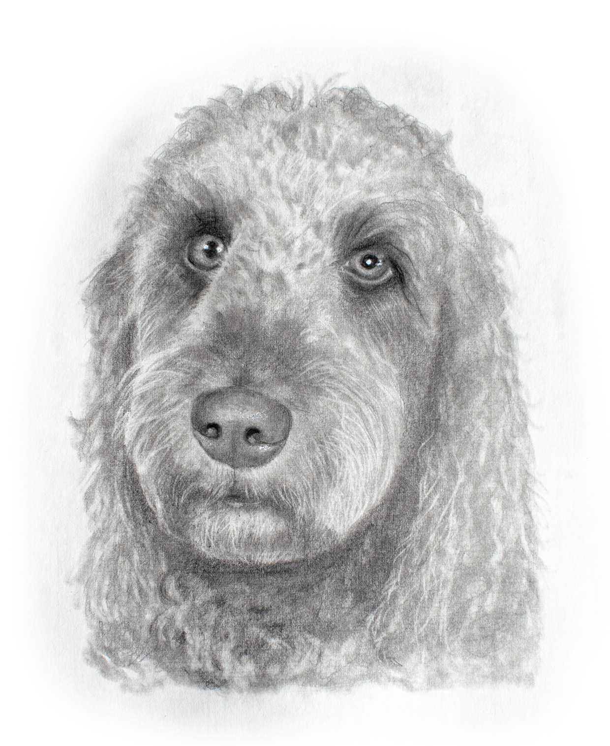 Baci – Dog portrait Baci - Dog portrait, Garelochhead, Helensburgh, Scotland